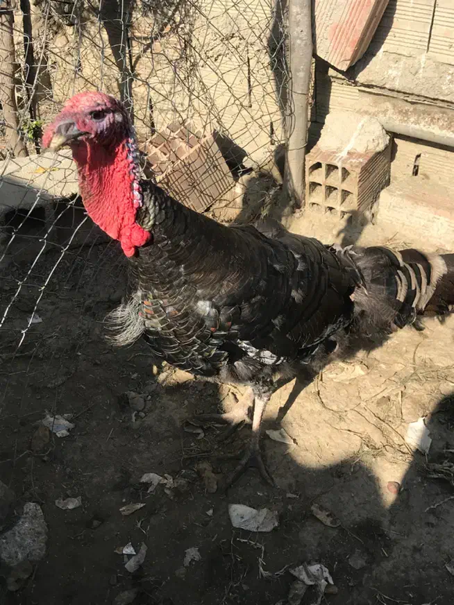 بوقلمون|حیوانات مزرعه|نوکنده, |دیوار