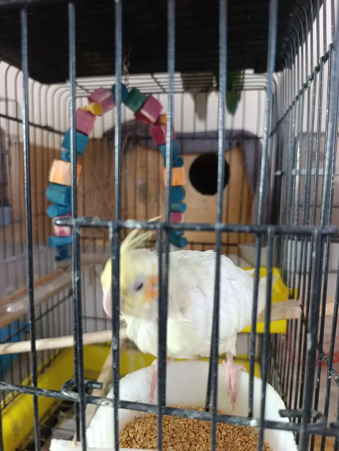 فروش عروس هلندی مولد|پرنده|ساری, |دیوار