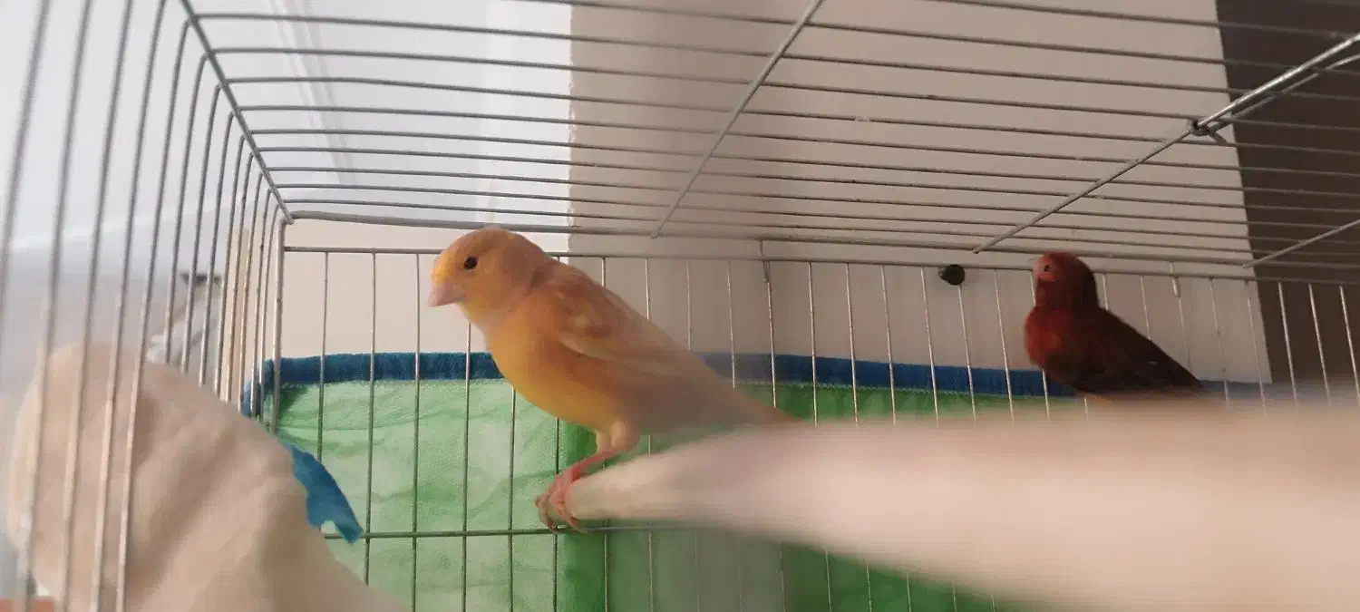 فروش قناری ماده|پرنده|صدرا-فارس, فاز ۱|دیوار