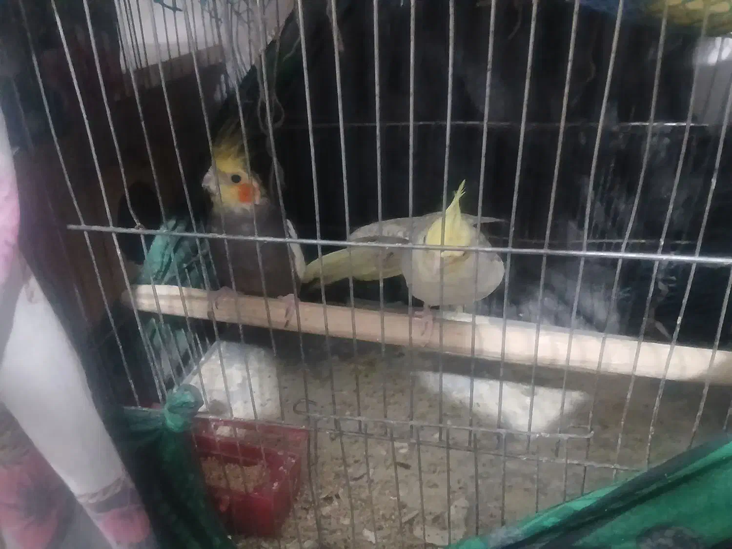 عروس هلندی و مرغ عشق هر دو با تخم|پرنده|سیرجان, |دیوار