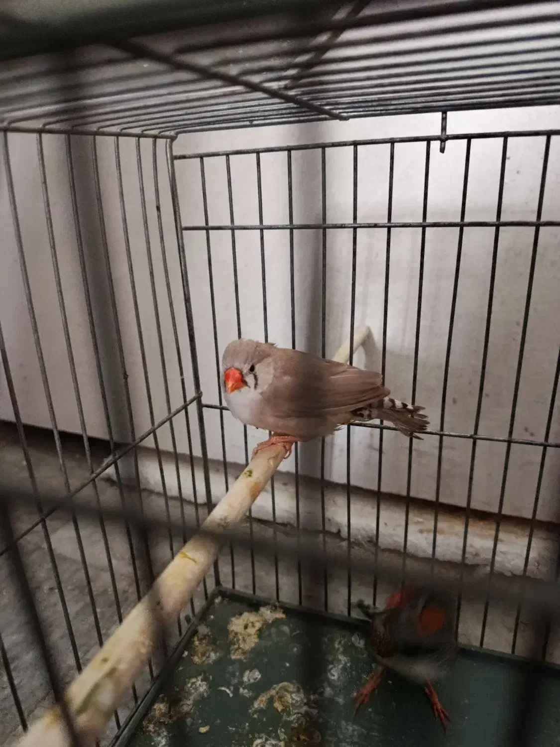 فنج|پرنده|قم, نخودی|دیوار