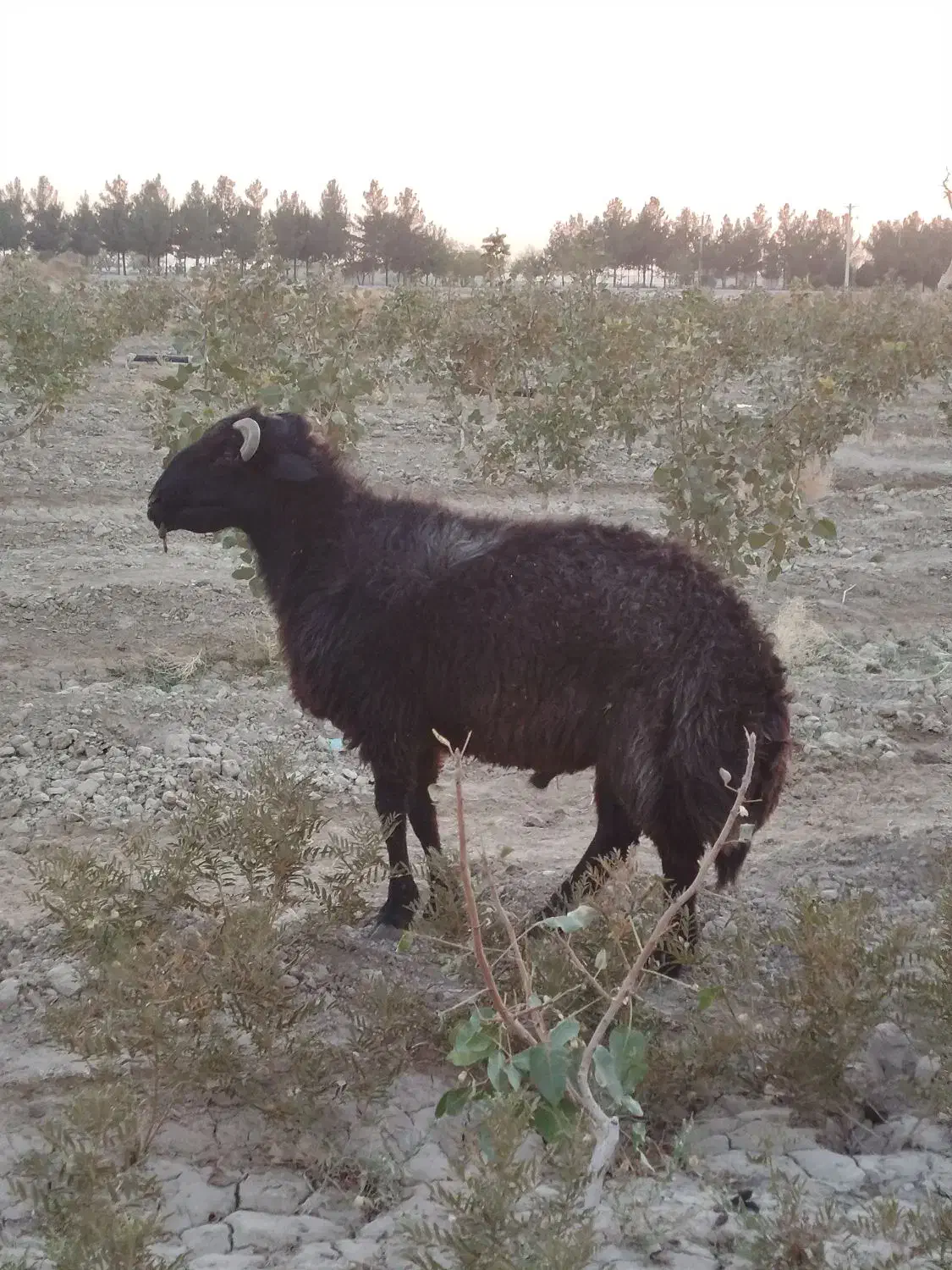 قوچ میش رون|حیوانات مزرعه|اژیه, |دیوار