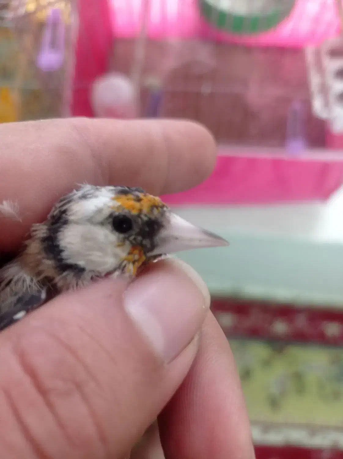 سهره ماده فقط معاوضه|پرنده|لنجان, |دیوار