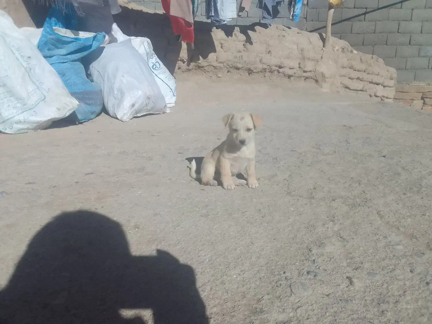 پاپی ناز پاهوش خانگی|سگ|جلگه رخ, |دیوار