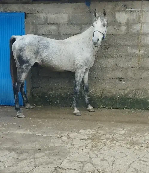 نریان کردخالص مدارکدار|اسب و تجهیزات اسبسواری|پرهسر, |دیوار