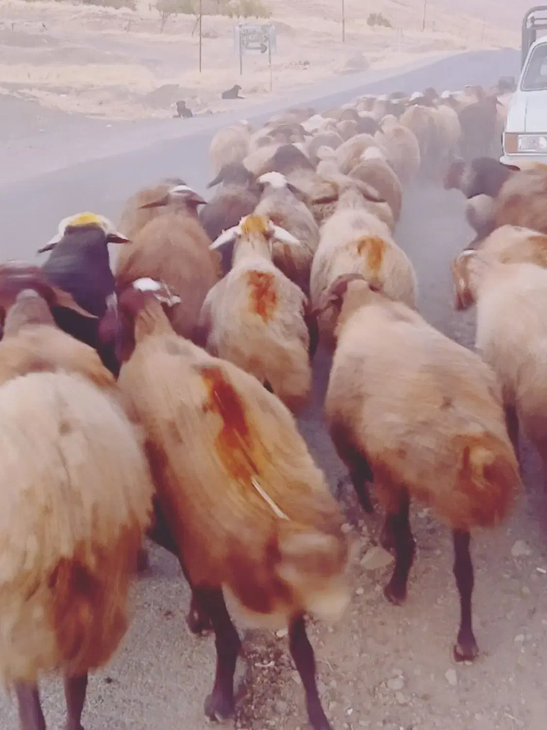 ۶۰راس گوسفند آبستن جوان با۴راس بره|حیوانات مزرعه|موچش, |دیوار