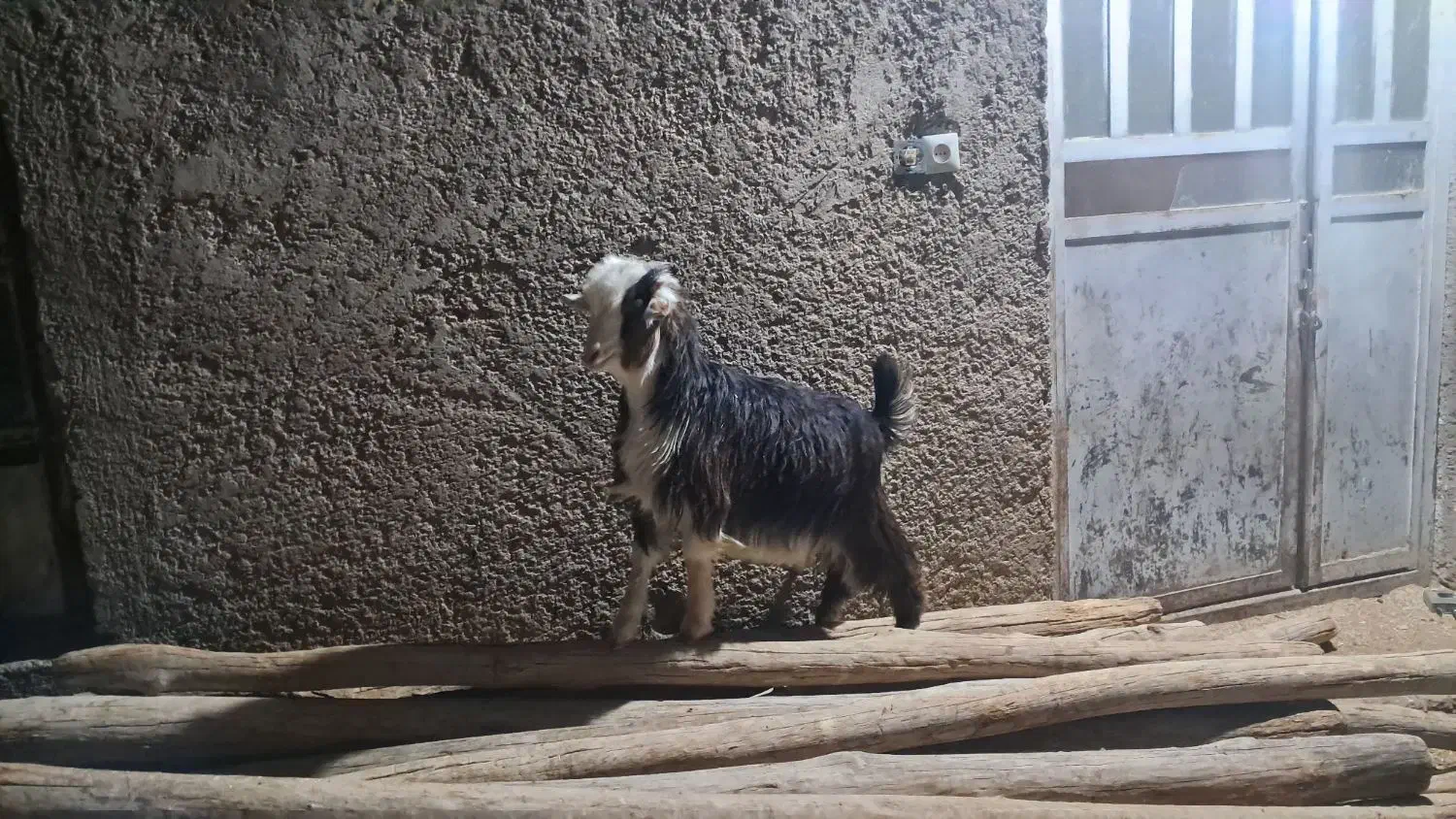 بز کهر|حیوانات مزرعه|شیراز, گویم|دیوار