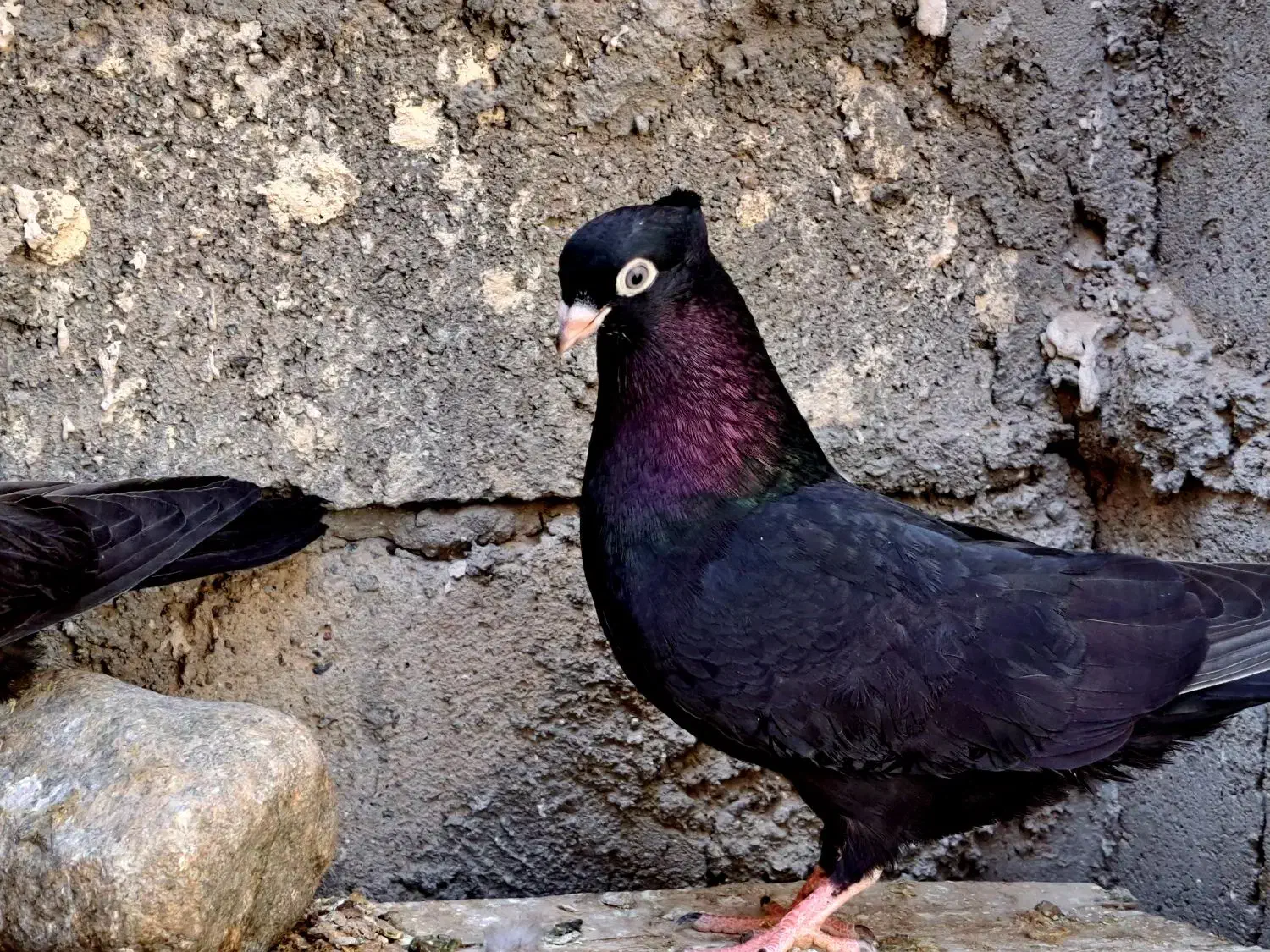 کبوتر زاغ|پرنده|جیرفت, |دیوار