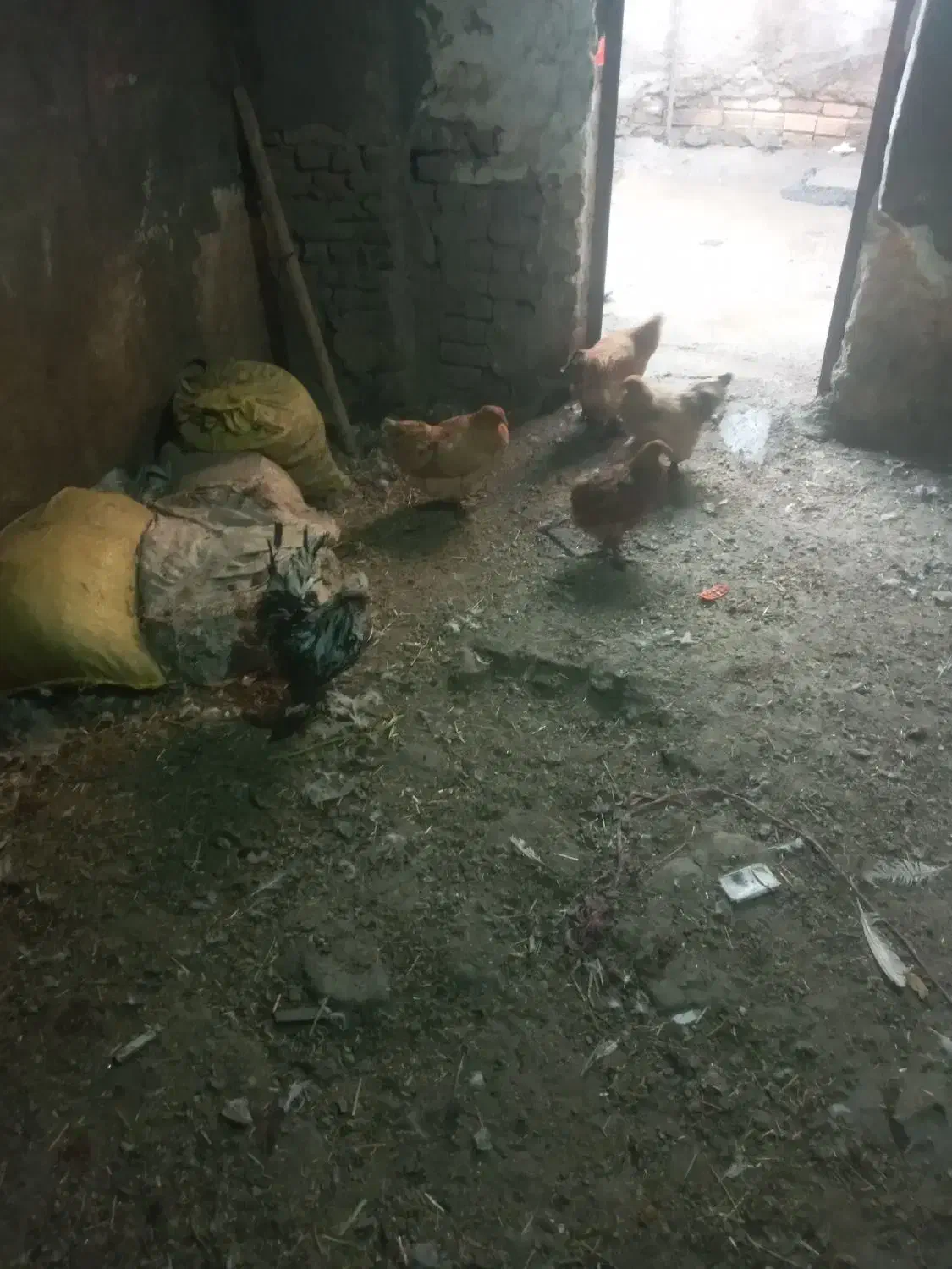 مرغ برهماوغوغاز|حیوانات مزرعه|بروجرد, |دیوار