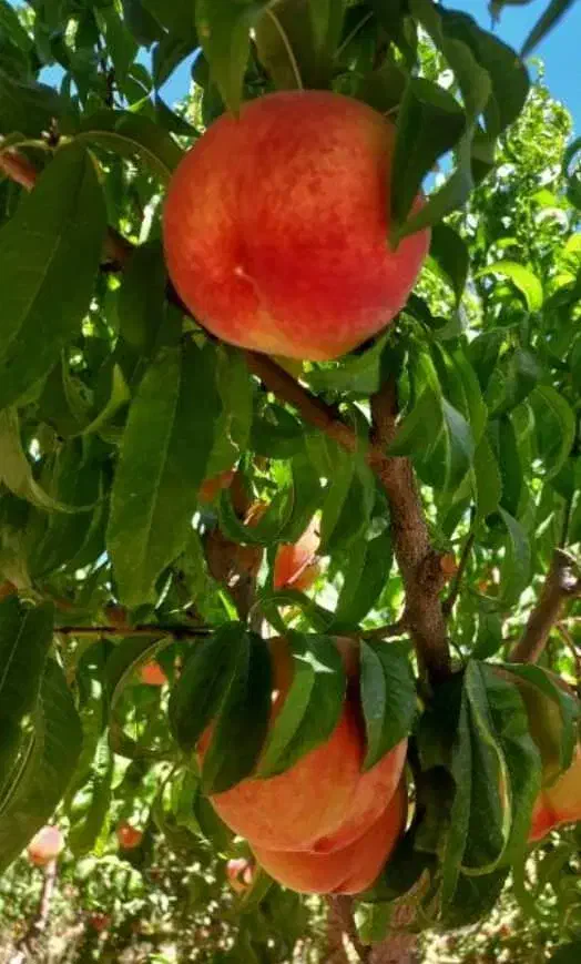 نهال گردو بادام هلو زردآلو آلو آلبالو گیلاس سیب|خدمات باغبانی و درختکاری|اسدآباد, |دیوار