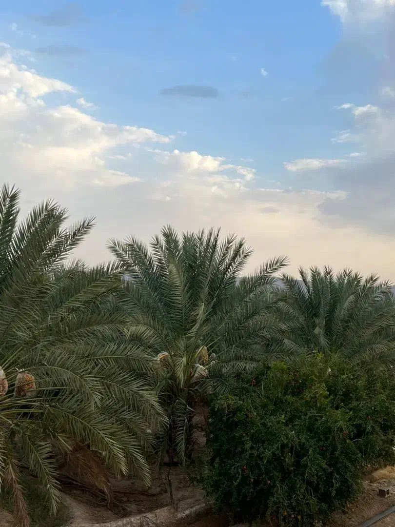 ۵هکتار باغ خرما پیارم/سنددار حاجی آباد روستای کهه|فروش دفتر صنعتی، کشاورزی، تجاری|حاجی آباد, |دیوار
