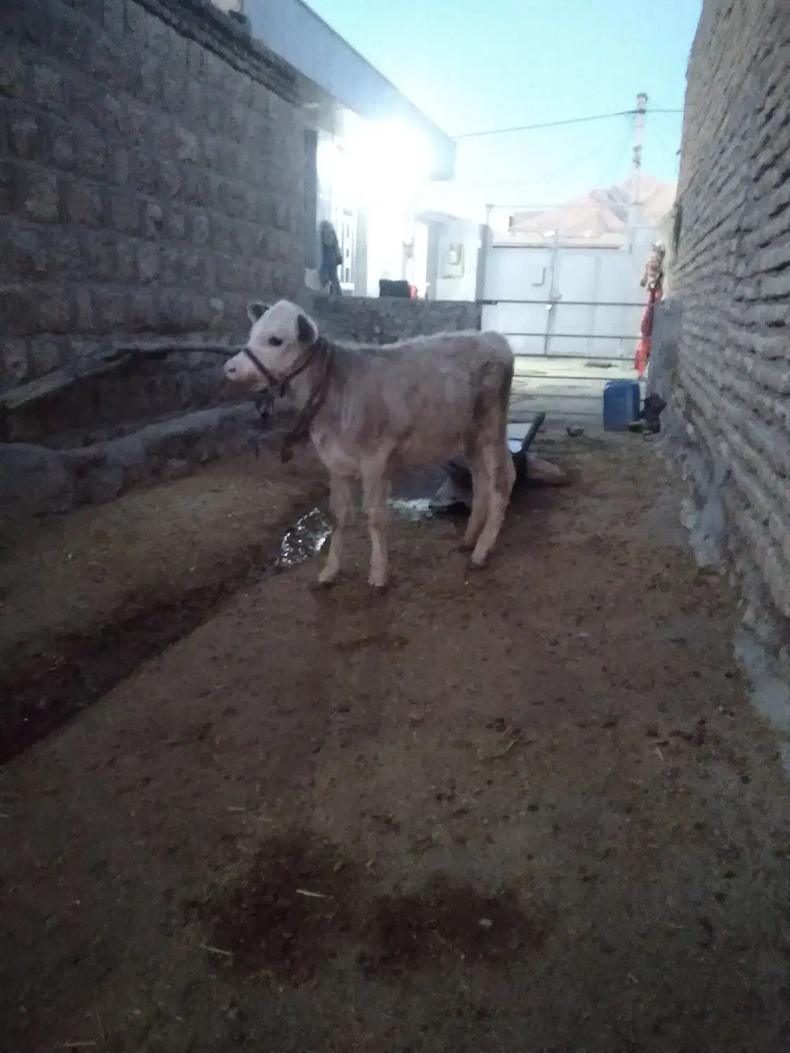 گوساله ماده شاروله|حیوانات مزرعه|کوهدشت, |دیوار