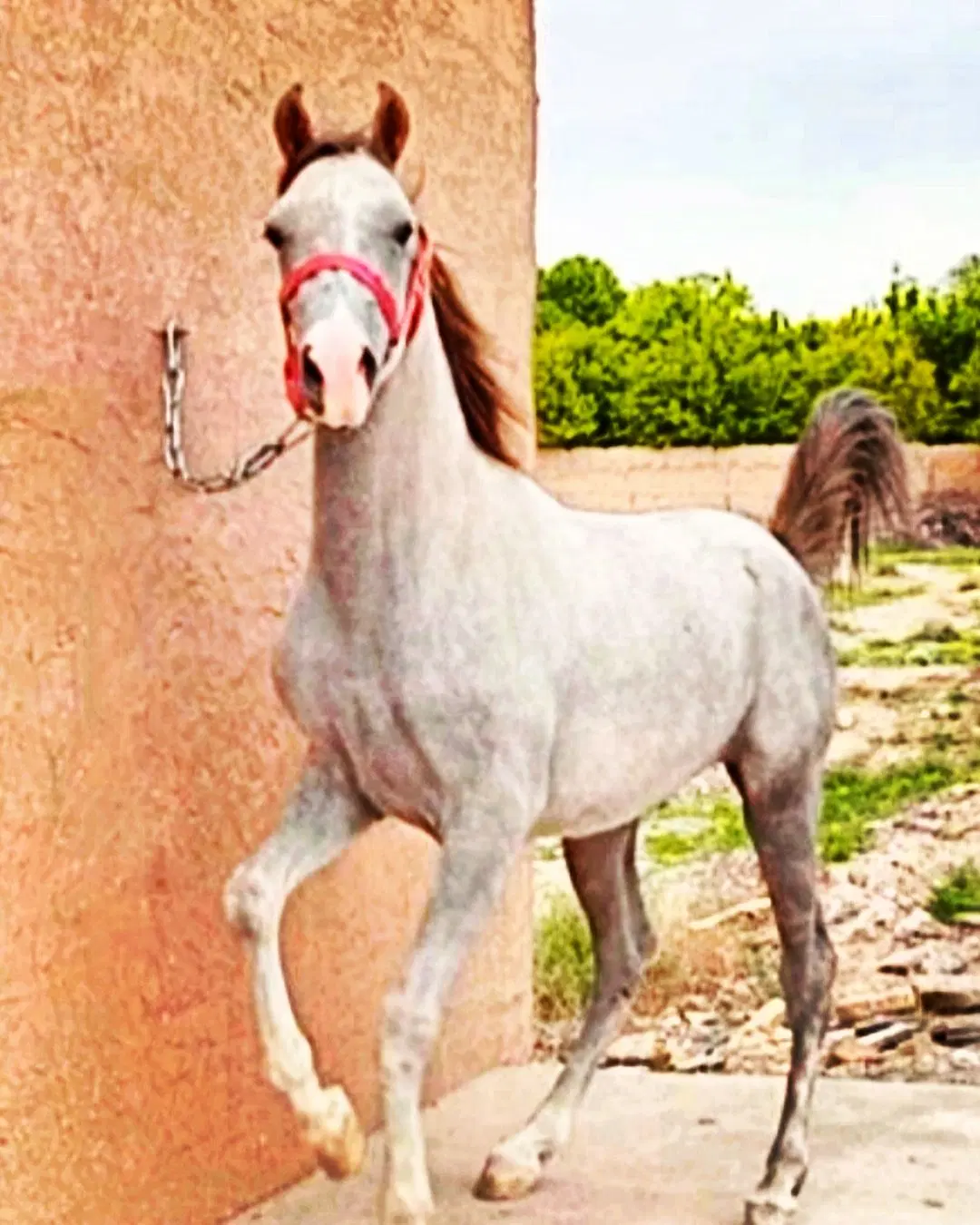 اسب|اسب و تجهیزات اسبسواری|چترود, |دیوار