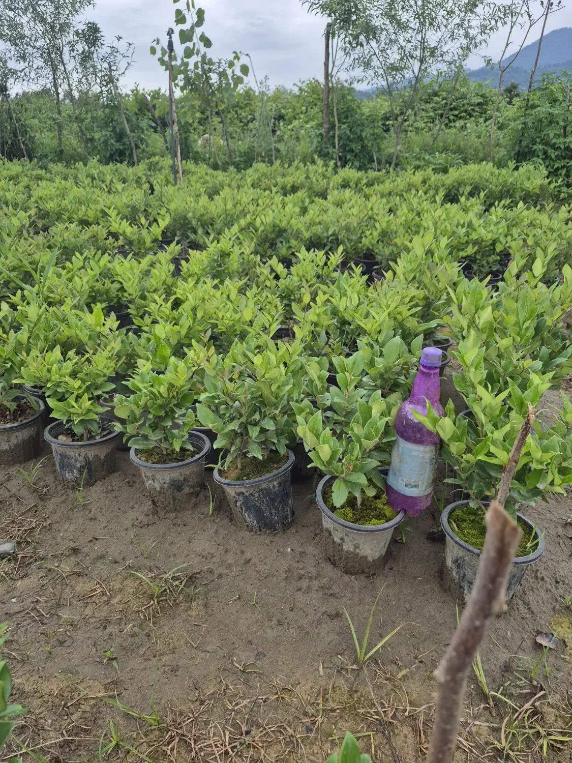 فروش یاس هلندی|گل و گیاه طبیعی|رشت, منظریه|دیوار