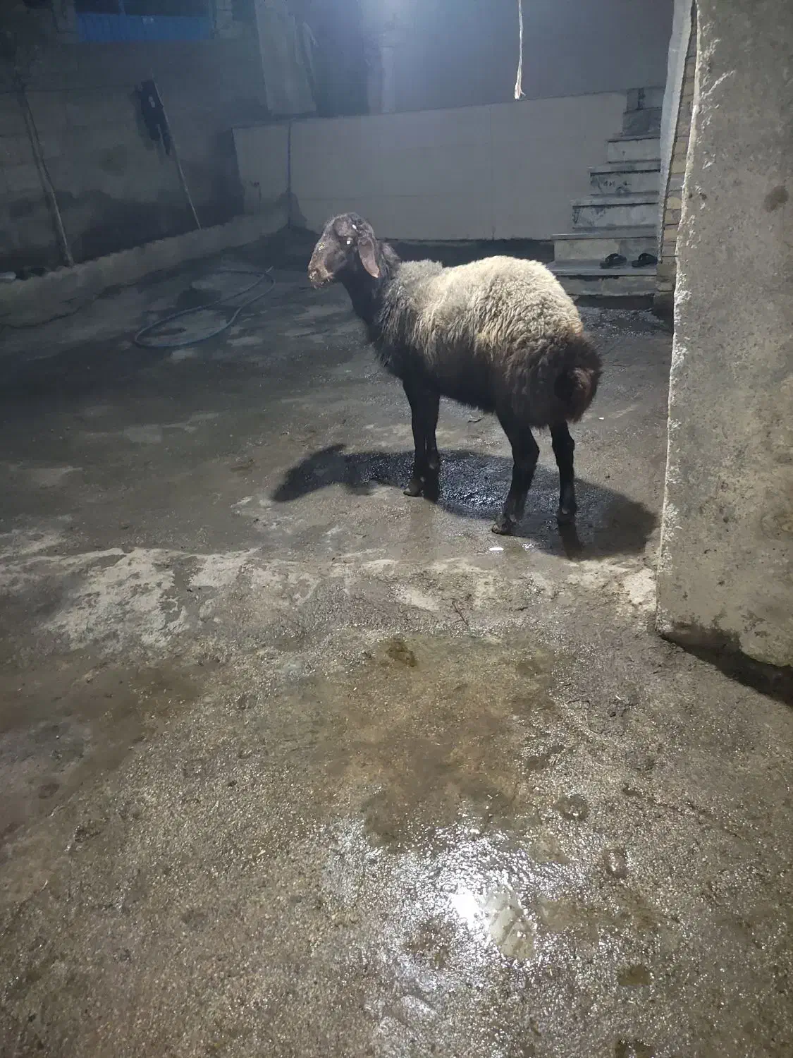 بره نر|حیوانات مزرعه|صادق آباد, |دیوار