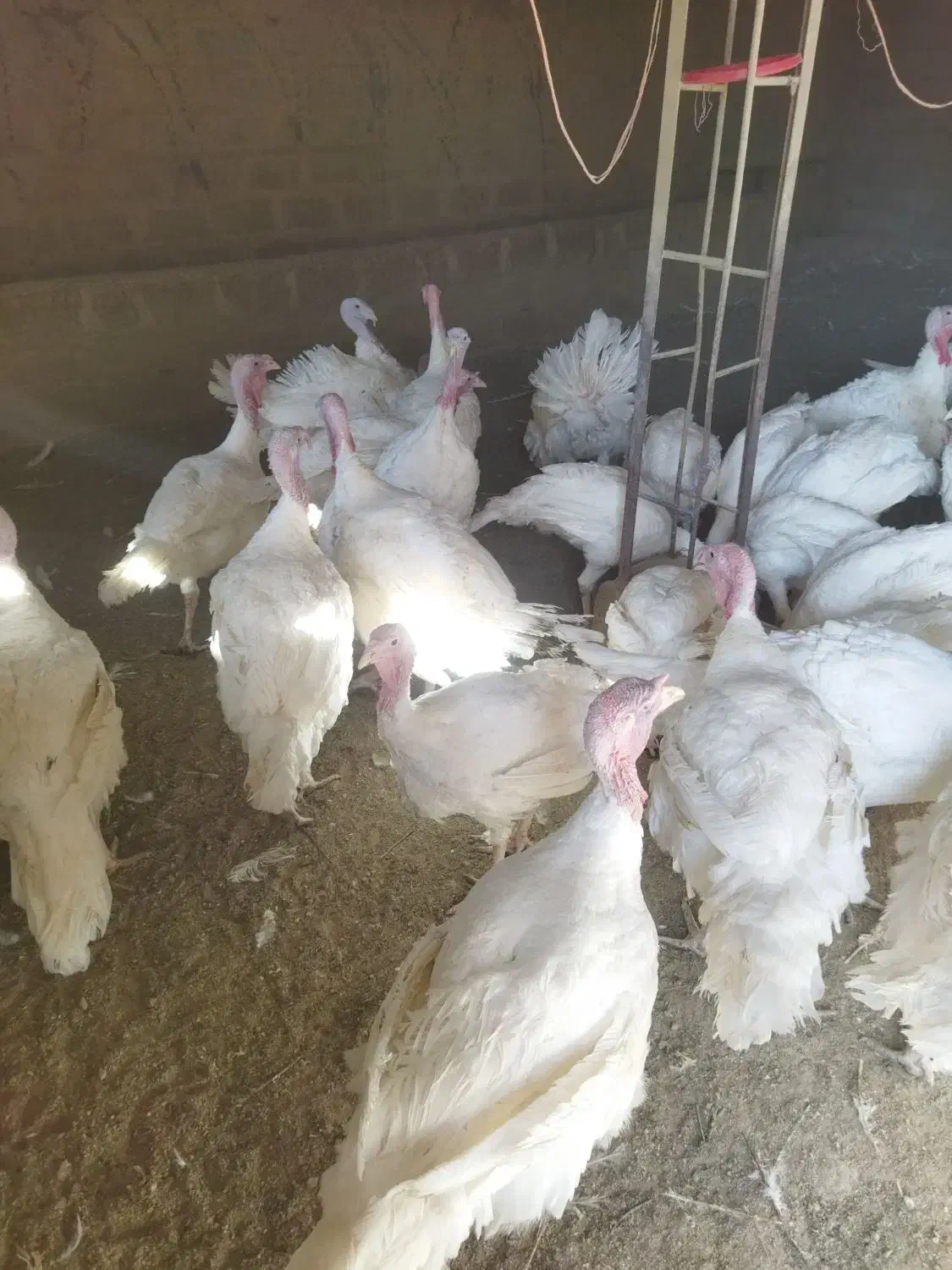 فروش بوقلمون محلی زنده یا کشتار|حیوانات مزرعه|آباده, |دیوار