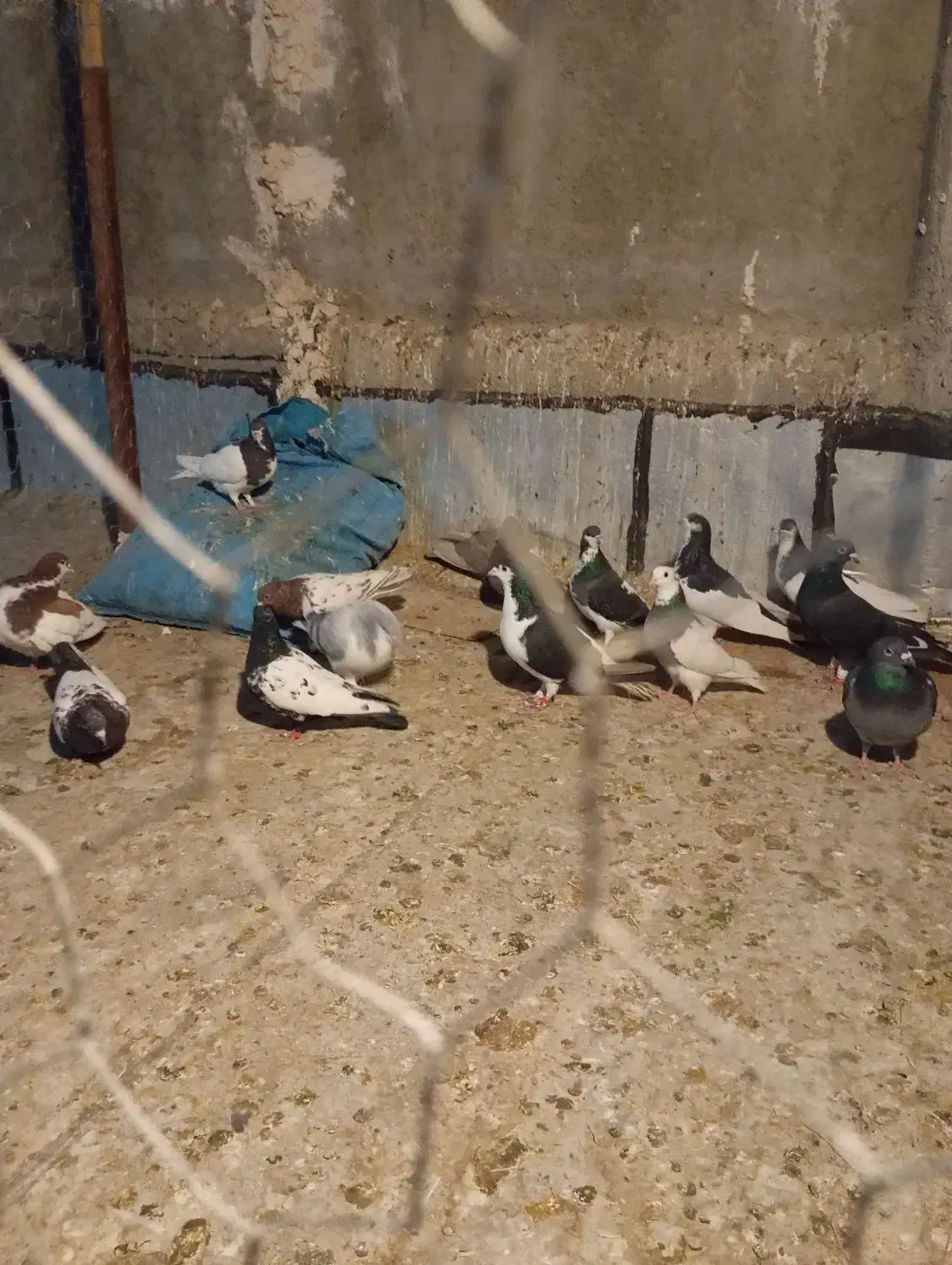 تعداد کفتر رنکی|پرنده|شیراز, کرونی(خاتونک)|دیوار