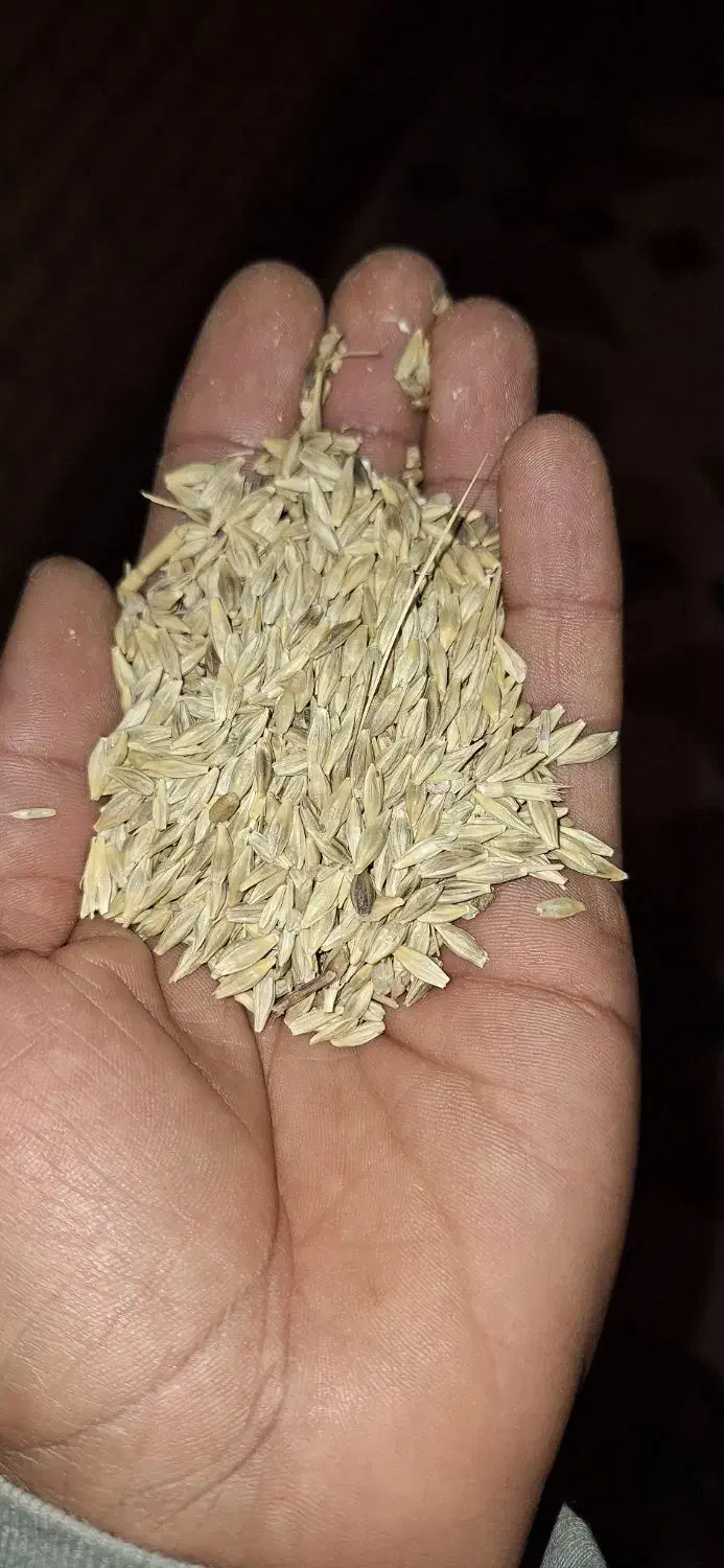 شادگان|خدمات باغبانی و درختکاری|شادگان, |دیوار