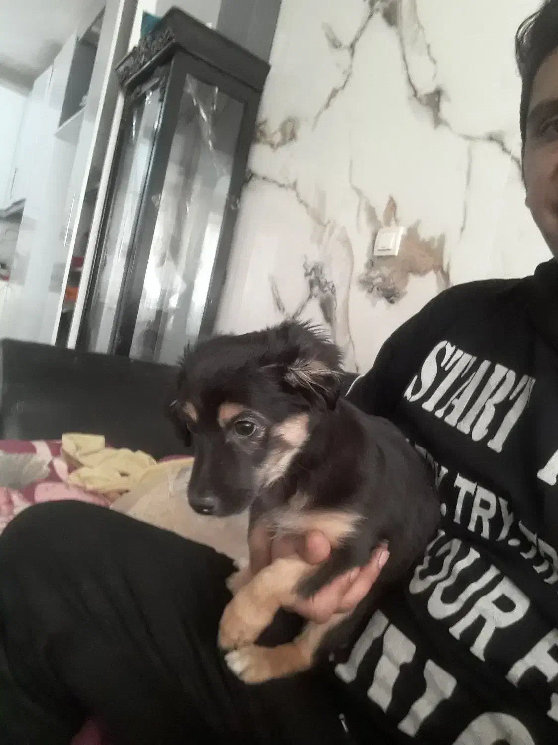 واگذاری سگ پاپی|سگ|فولادشهر, مسکن مهر فولادشهر|دیوار