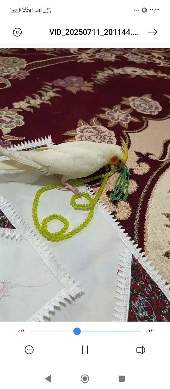 عروس هلندی گمشده|پرنده|بیرجند, |دیوار