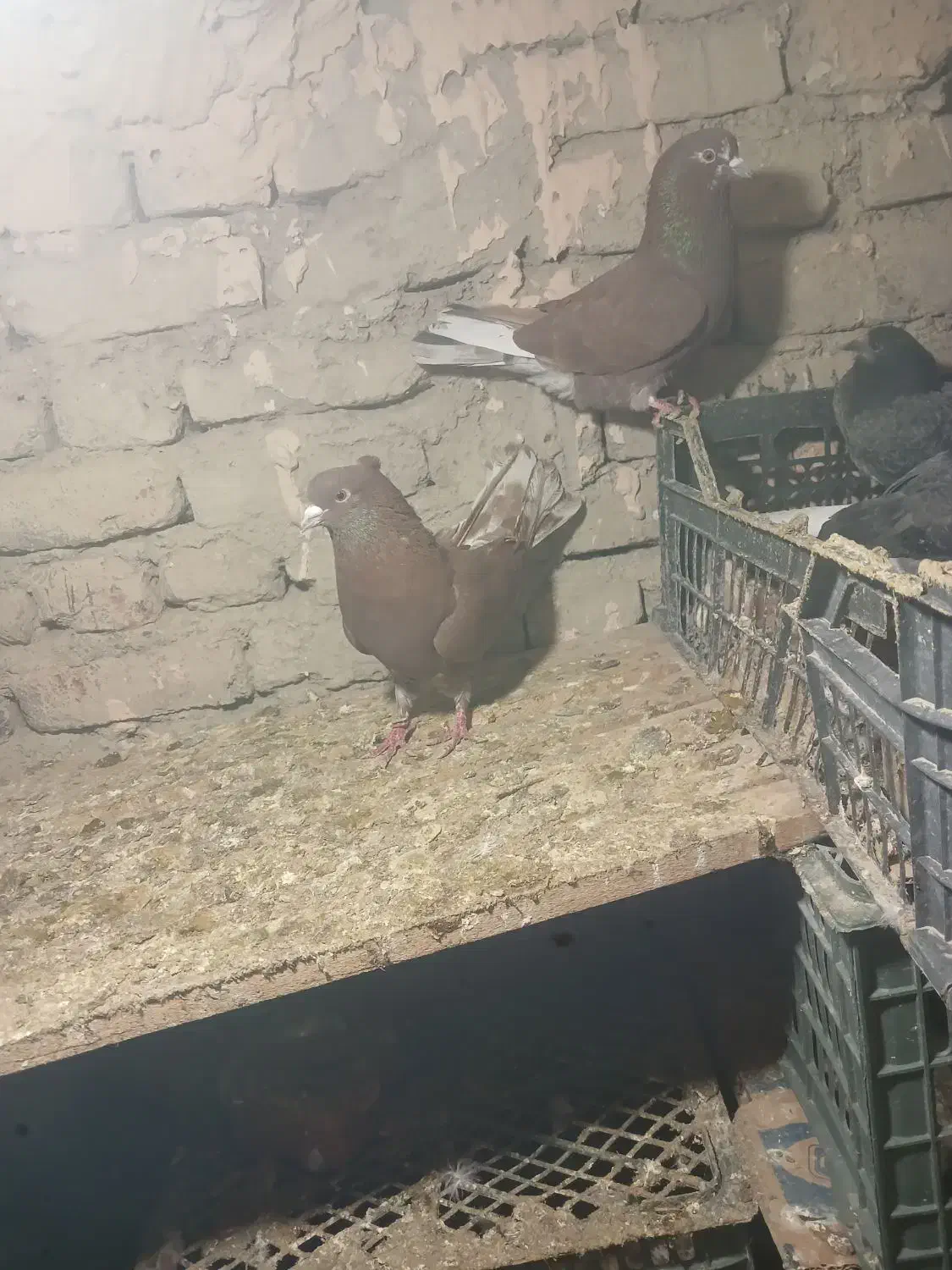 کبوتر|پرنده|محمدیار, |دیوار