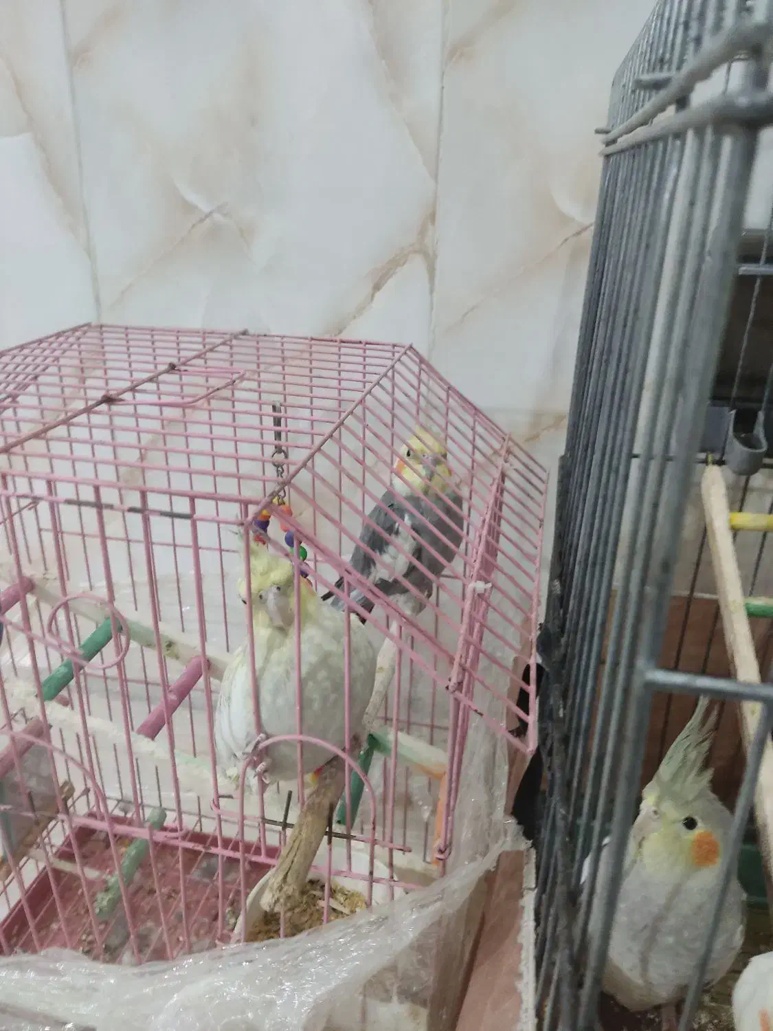 عروس هلندی|پرنده|نسیم‌شهر, |دیوار