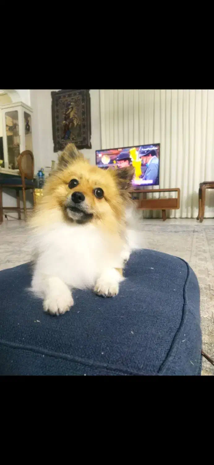 گمشده|حیوانات|اصفهان, بهارستان|دیوار