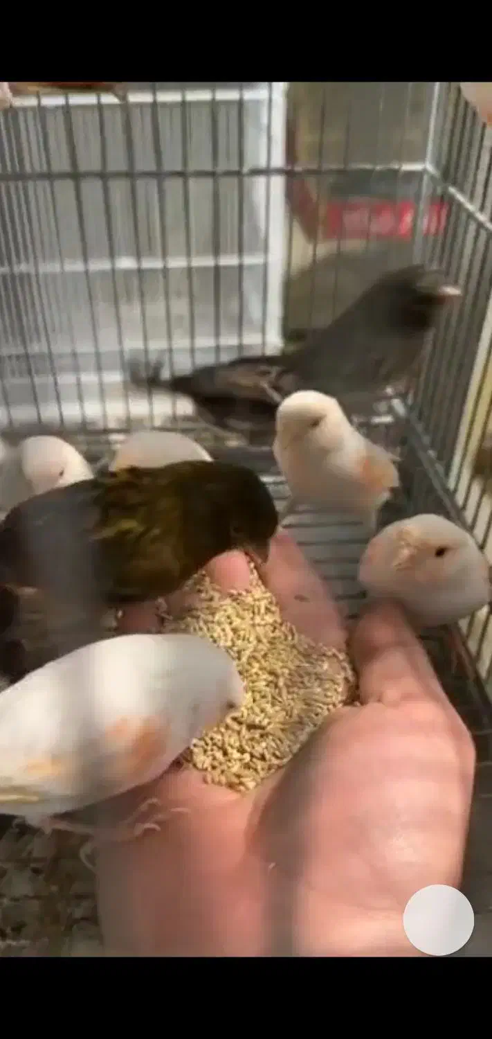 قناری|پرنده|سنندج, |دیوار