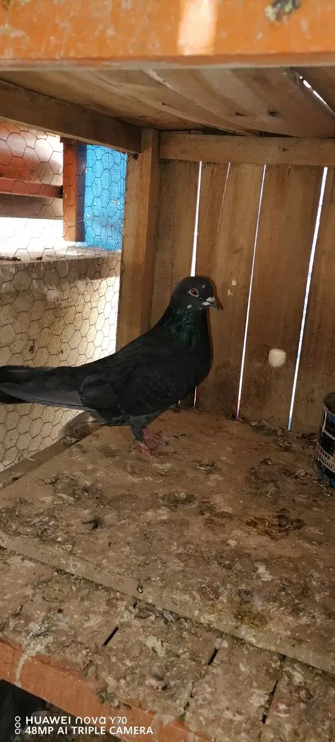 کفتر یه جایی|پرنده|قم, باغ شریفی|دیوار