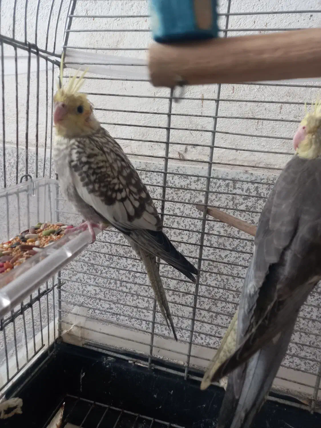 عروس هلندی|پرنده|رشت, حمیدیان|دیوار