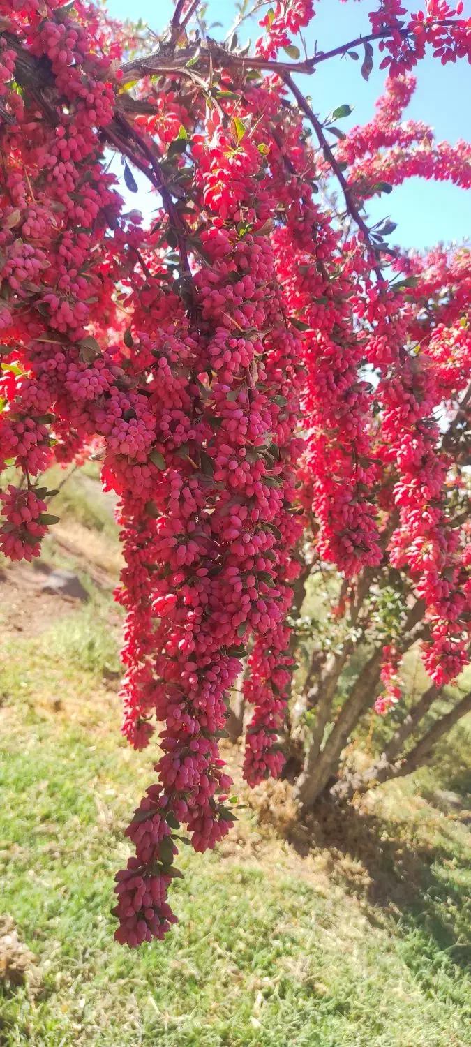 زرشک|خوردنی و آشامیدنی|مود, |دیوار