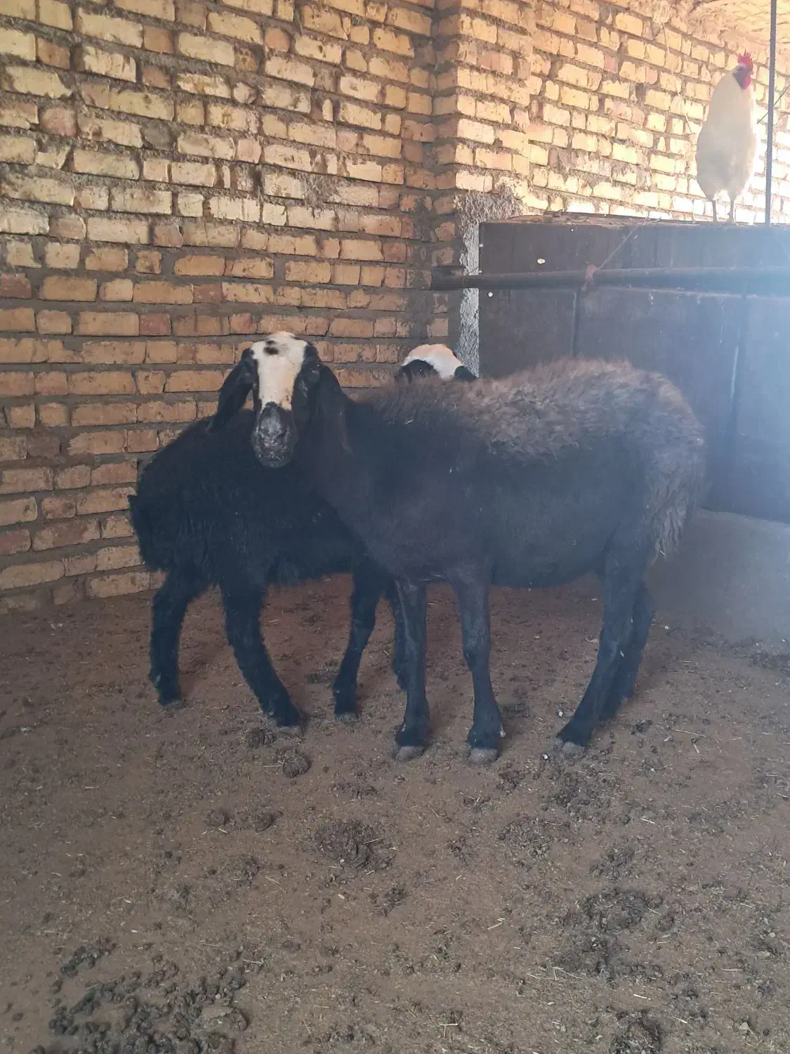 میش شال با بره ۲۰ کیلویی|حیوانات مزرعه|قزوین, |دیوار