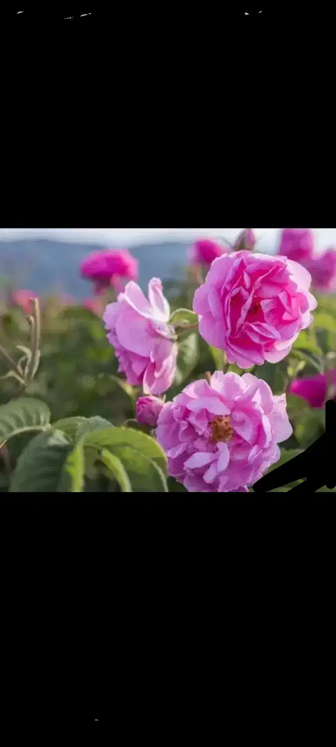 گل محمدی|گل و گیاه طبیعی|میانه, |دیوار
