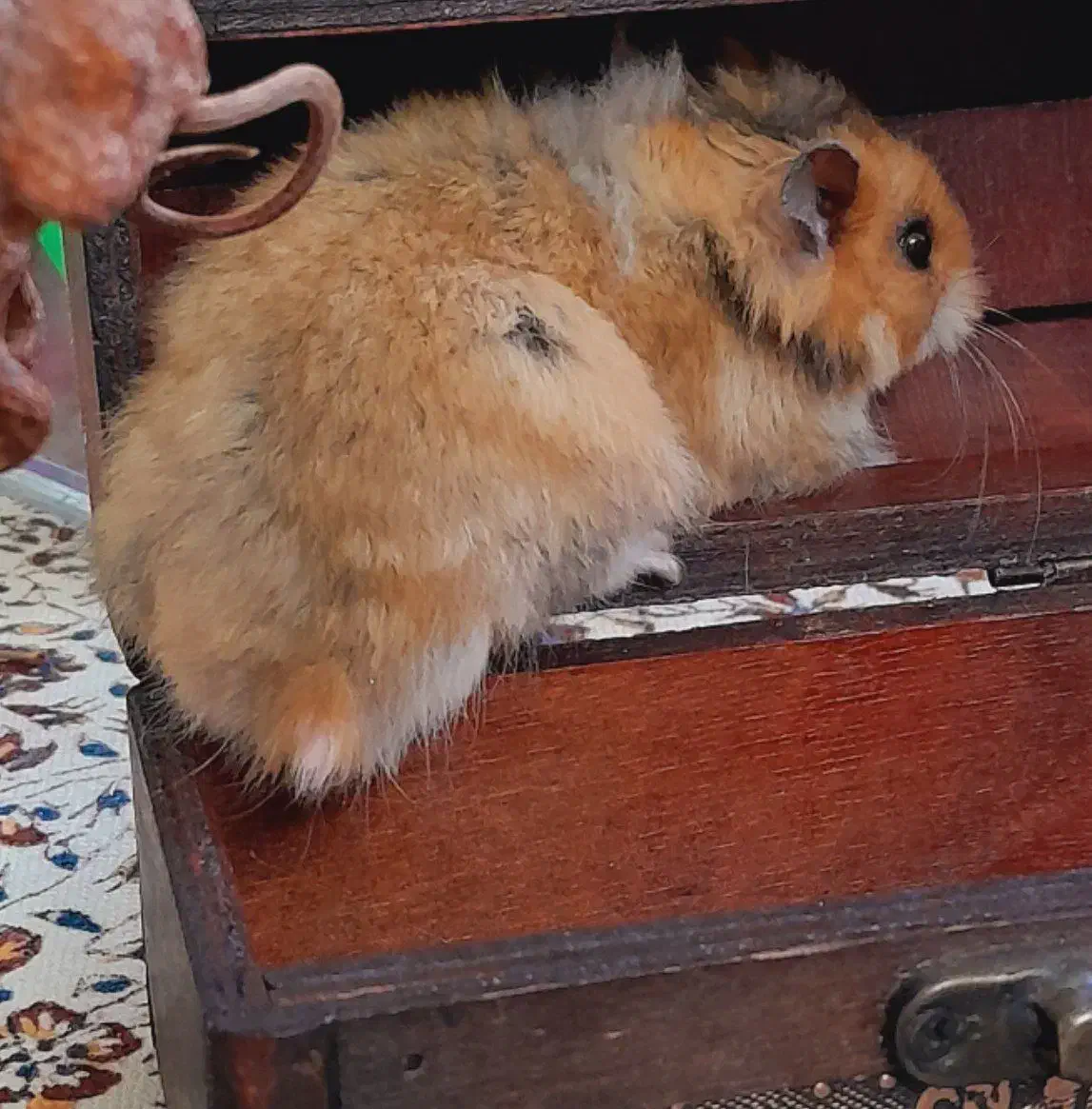 همستر بازیگوش|موش و خرگوش|بیرجند, |دیوار