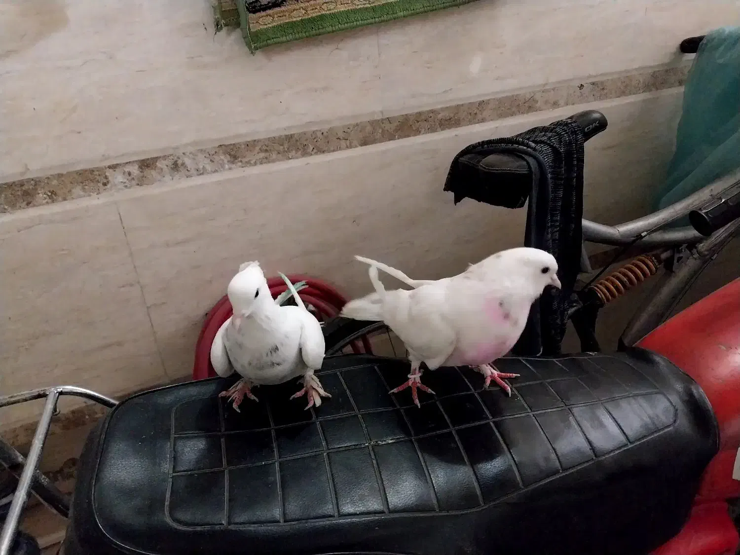 کفتر|پرنده|قم, باغ شریفی|دیوار