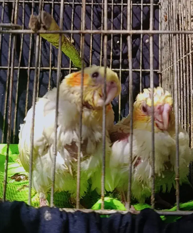 طوطی عروس|پرنده|هندیجان, |دیوار