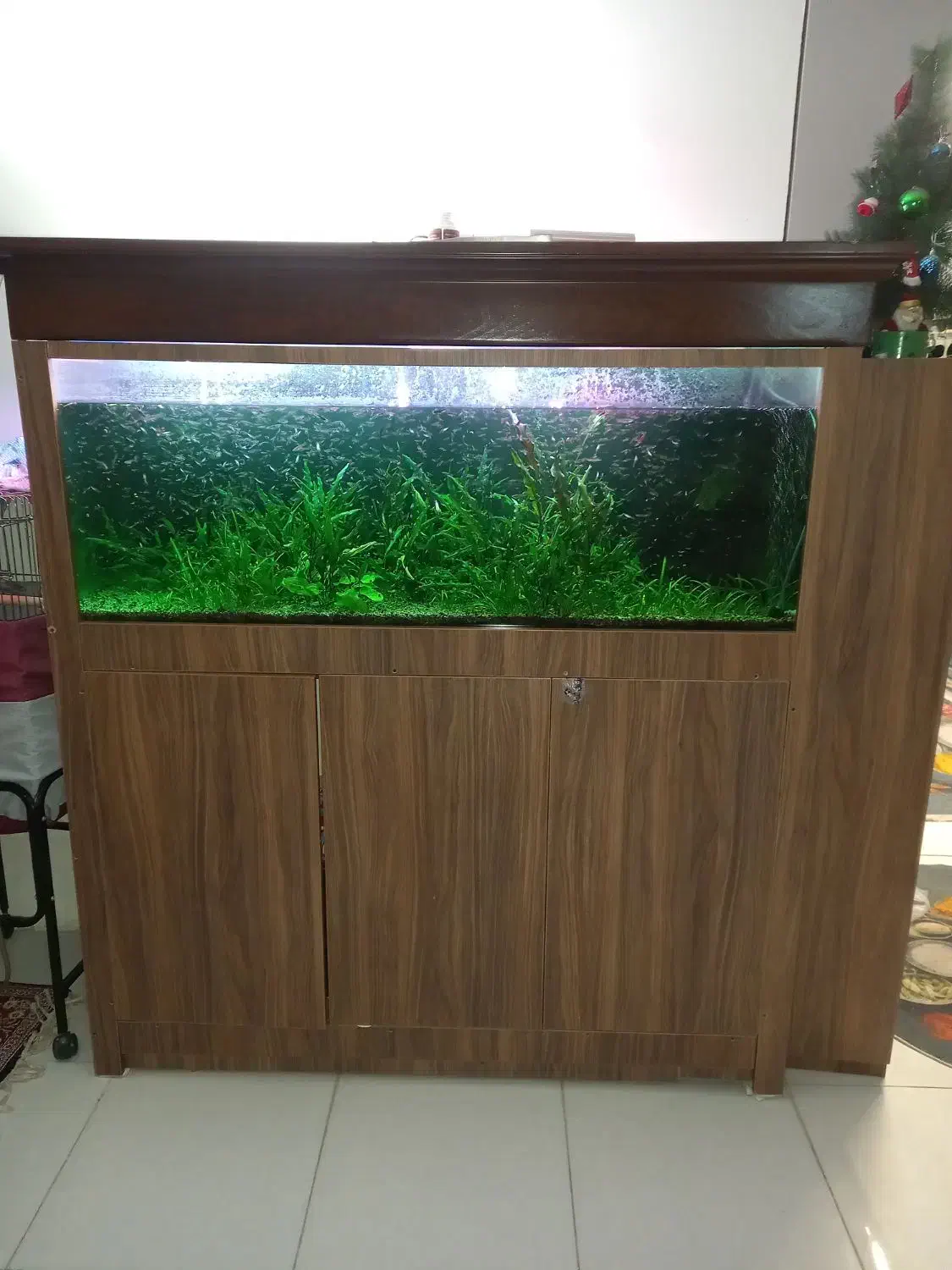 اکواریوم ۱۵۰×۶۰×۵۰|ماهی|تهران, شهرک امام خمینی|دیوار