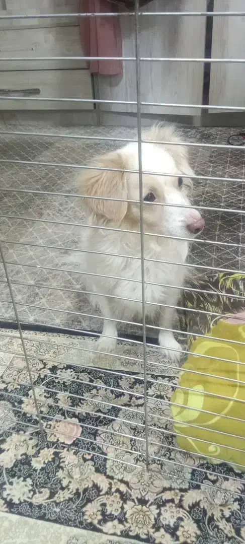 واگذاری سگ|سگ|تهران, یافت آباد جنوبی|دیوار