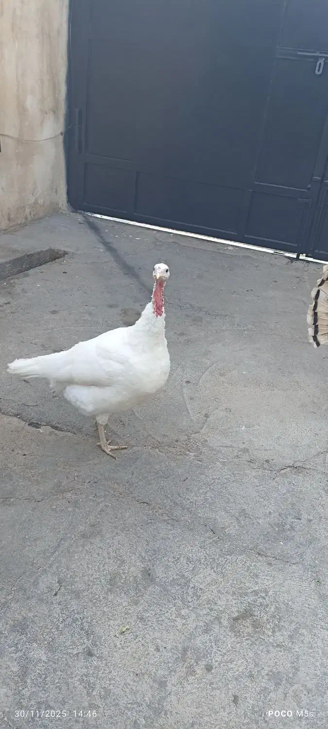 بوقلمون نر و ماده|حیوانات مزرعه|دزفول, |دیوار