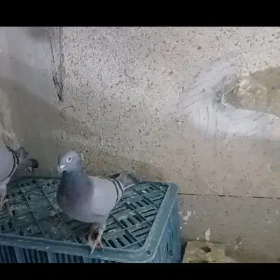 دوتا کفتر جوجه قره مینا سیاه و سبز ماده|پرنده|تربت‌حیدریه, ترمینال|دیوار