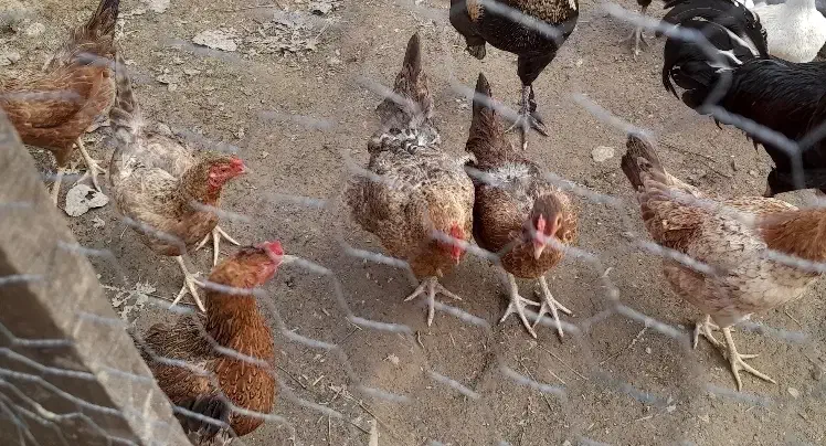 مرغ وخروس|حیوانات مزرعه|رشت, لاکان شهر|دیوار