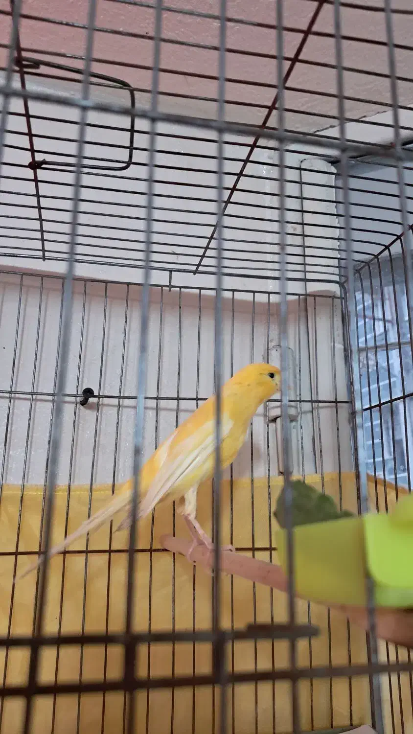 قناری  فروشی|پرنده|رشت, دیلمان|دیوار