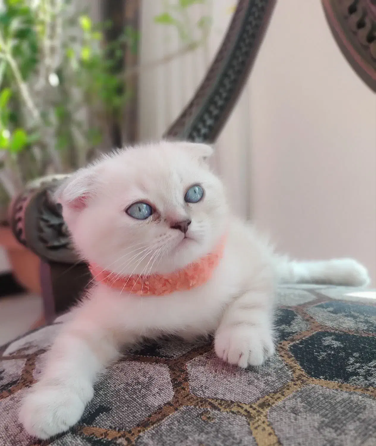 کوچولو ناز اسکاتیش فولد|گربه|ساری, |دیوار