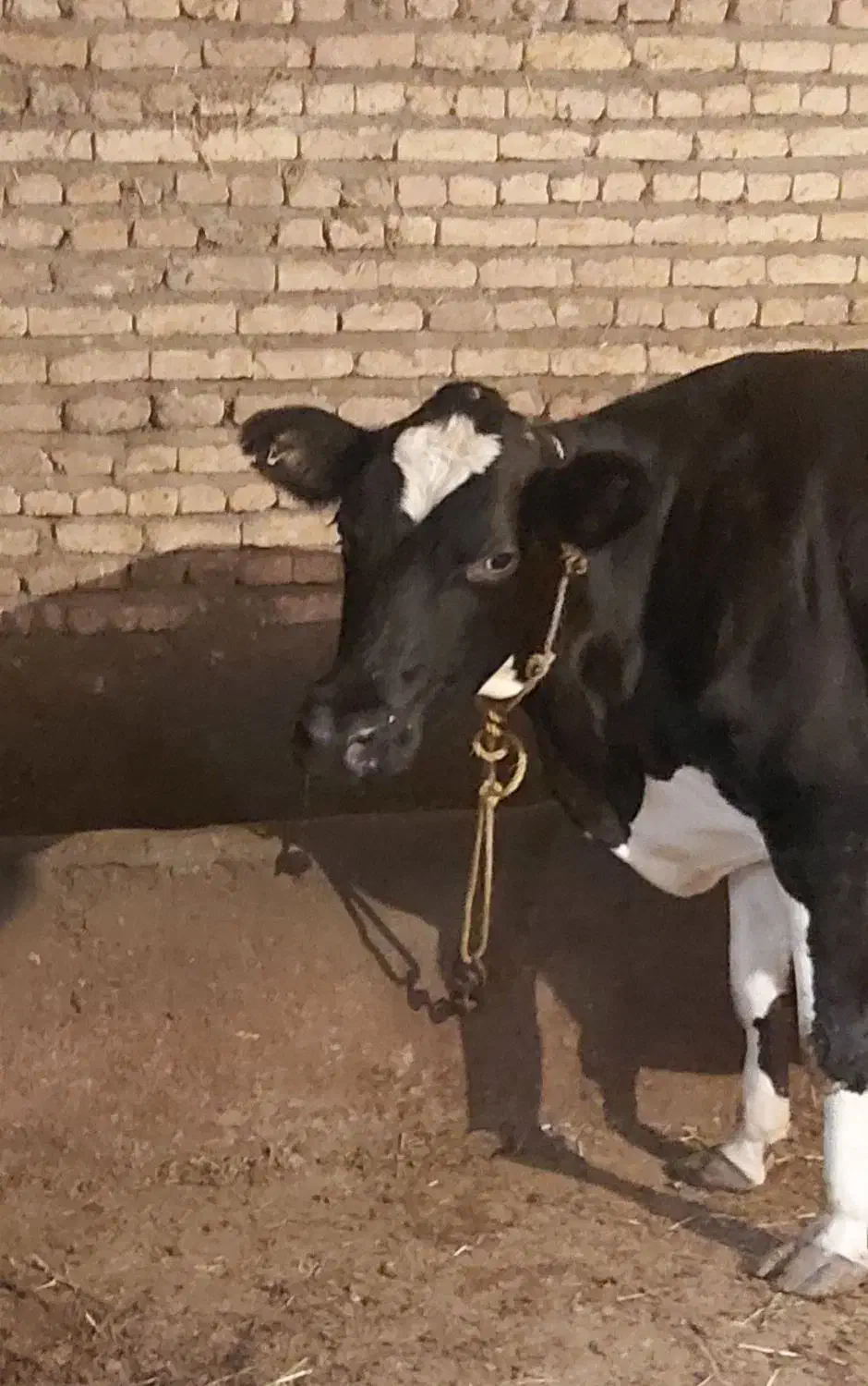 گاو شیری جوان درجه یک  گوساله ندارد|حیوانات مزرعه|سراب, |دیوار