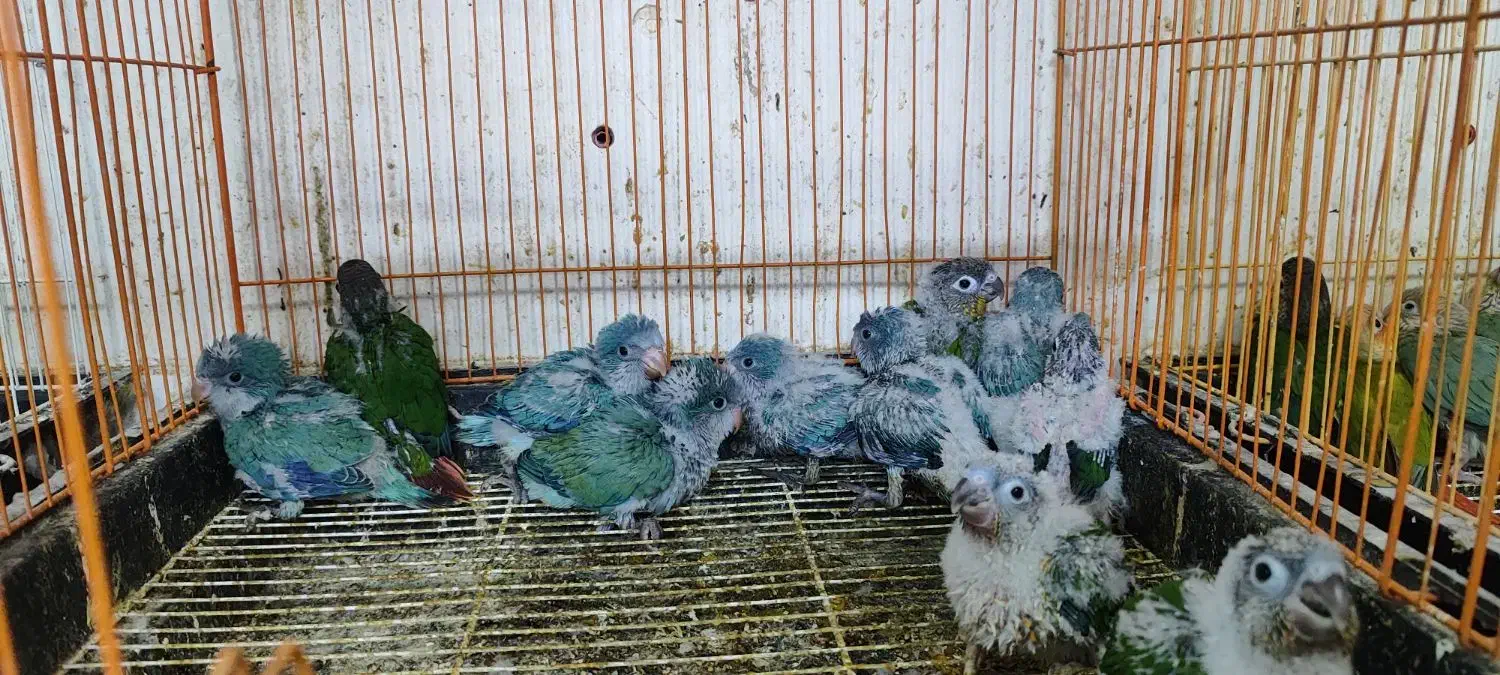 جوجه راهب سرلاکی|پرنده|ساری, |دیوار