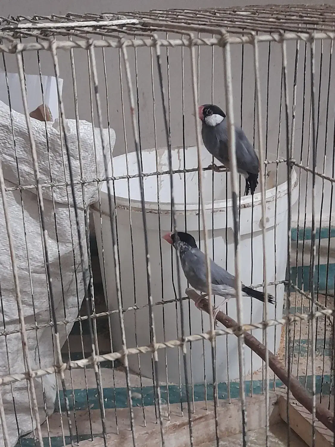 فنج بلبلی|پرنده|خرمشهر, |دیوار