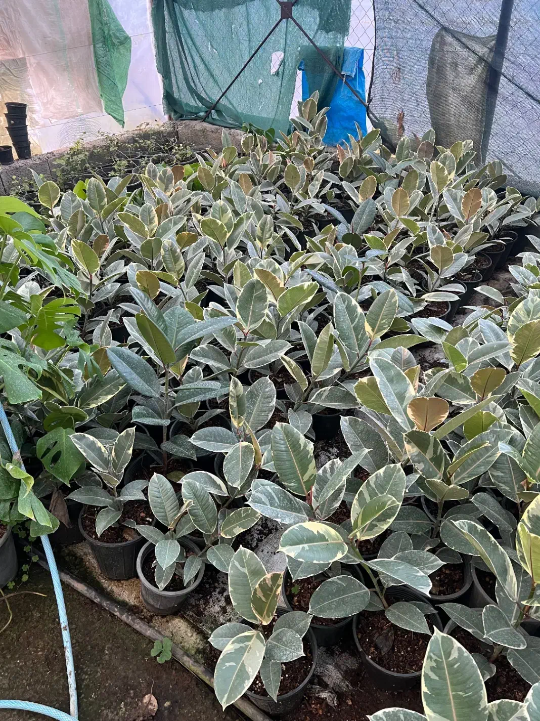 ۲۵۰ گلدان فیکوس ابلق عمده و تک|گل و گیاه طبیعی|رشت, توشیبا|دیوار