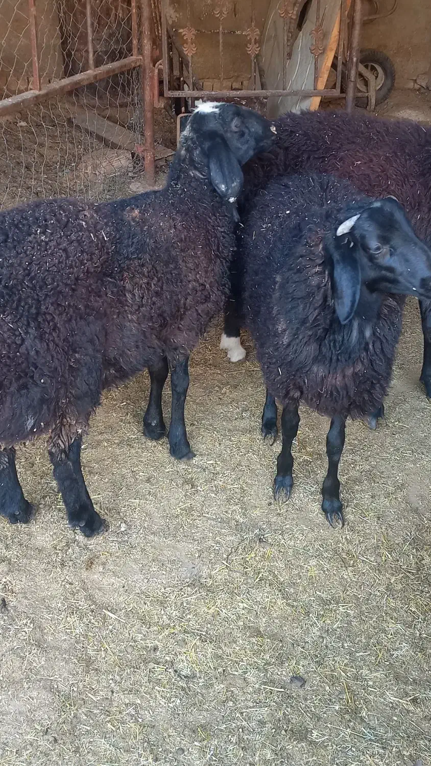 بره|حیوانات مزرعه|پیشوا, |دیوار