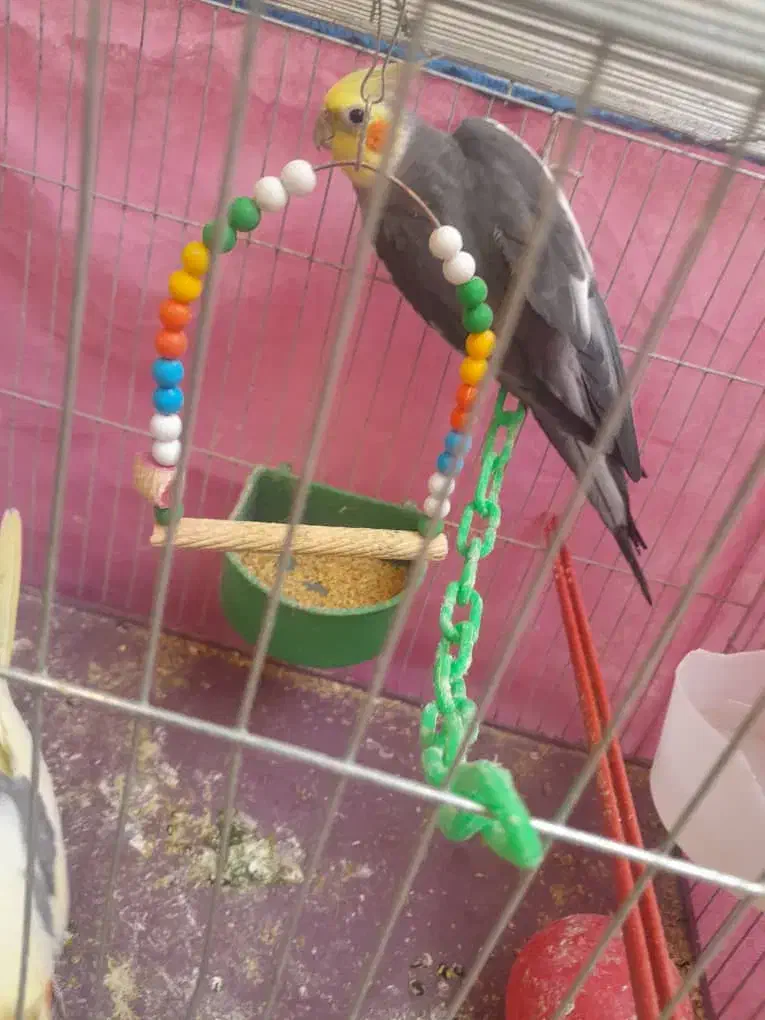 عروس هلندی|پرنده|قم, خاکفرج|دیوار