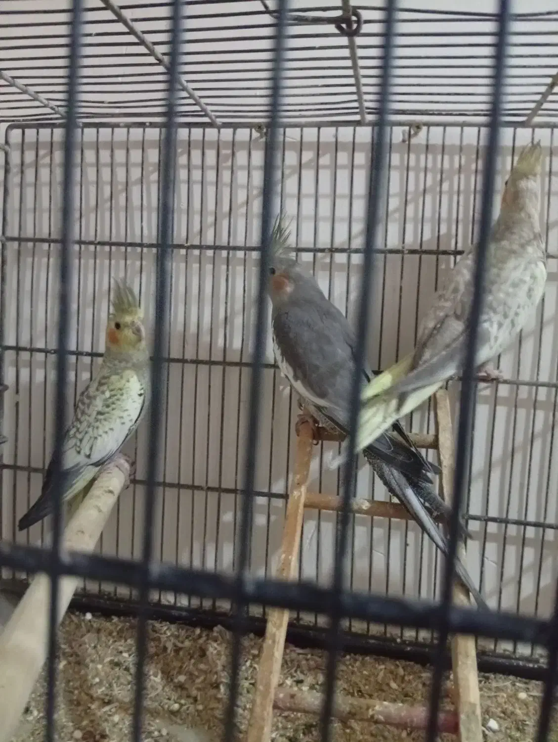 عروس هلندی|پرنده|فردیس, شهرک ارم|دیوار